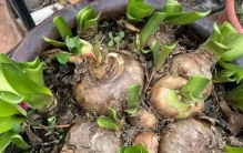 5种花“天生富贵命”，必须大盆养，大盆养到爆，小盆“憋屈死”