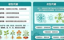 植物的两套代谢系统：初生代谢与次生代谢