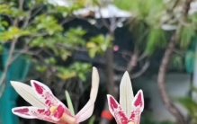 40℃高温下，我锁了阳台门，建兰反而活过来了：夏天养兰，最高级的技巧是“静养”