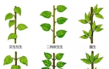 超全植物形态图解，教你速成植物小达人！（珍藏版）