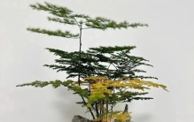5种花“命最硬”，怎么都折腾不死，越剪越长，手软反而长不好！