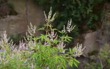 千年长不大”的黄荆，凭什么成了浑身是宝的“五指风”？