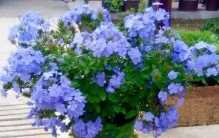 夏天养花别硬扛！这6种“热不死”的花，40度高温照样爆盆，新手也能养出花海