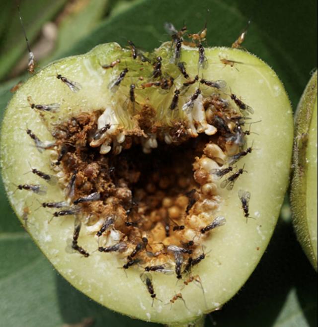 这种植物给虫子提供免费产房,背地又把它们淹死在水里