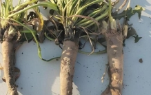植物为何演化出橡胶？它本是生存防御武器