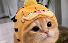 猫粮推荐哪些品牌？2026年7月热门猫粮，这十款高口碑粮值得入手