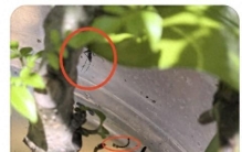 北京蚊虫密度已达全年最高峰！北京疾控提醒——