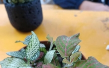 别再被‘懒人植物’骗了！9种‘浇不死’的花，越勤快越疯长