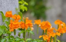 这些花卉都是“优等生”，颜值高、花开不断，养过的人都称赞