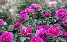 十大顶级浓香月季排名：公认最香的月季品种，花大香浓值得养