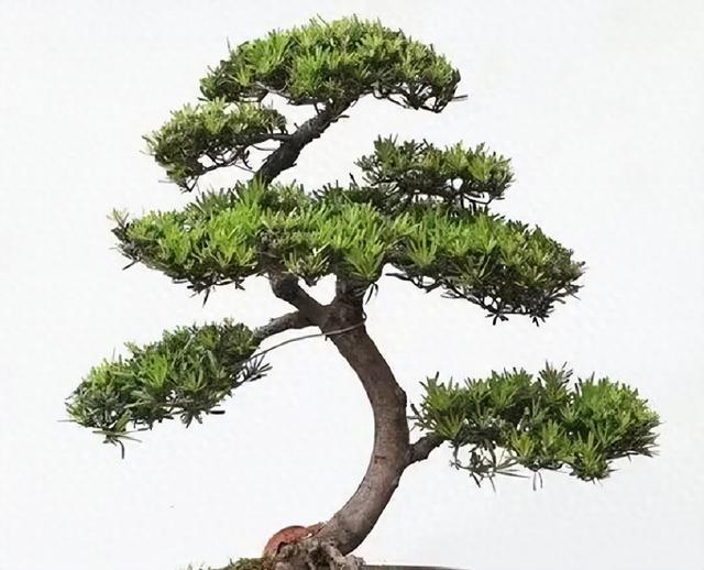 盘点民间镇宅吉祥树,黄杨稳居榜首,四季常青地栽盆栽都合适