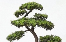 盘点民间镇宅吉祥树，黄杨稳居榜首，四季常青地栽盆栽都合适