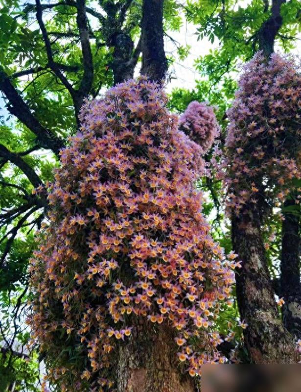 广西一棵树“长满了石斛”,开花太美了,好看到想住进树缝里