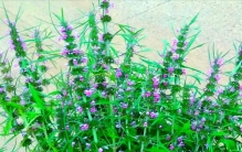 乡村植物记——益母草