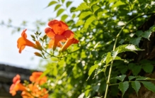 植物知识科普 第3集：凌霄花：向上爬的野心，全都写在明面上