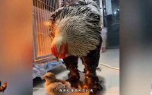 超大鸡王现身！世界上最大的鸡你见过吗？