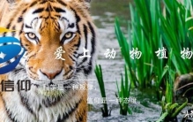 走遍世界海洋馆，为何也看不到大白鲨？最长圈养时间仅6个月