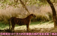 世界上最出名的老虎女王玛奇莉，一生杀死8只巨大的鳄鱼