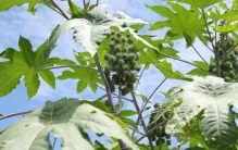 植物能当武器？中国种了1400年的蓖麻，竟被美国当成战略宝贝