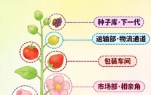 我们来慢慢了解什么是植物：一文看懂植物的"身体构造"与分工