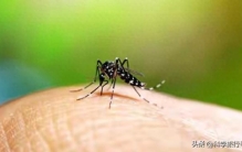 灭绝蚊子，人类最“爽”的报复来了？