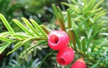 新房除醛还在交智商税？2026植物实验数据：红豆杉24小时净化效率远超普通绿植
