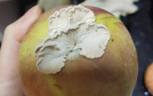 全网追更的“果菌王”，可以开吃了！（肉质脆嫩，营养丰富）