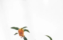 全世界公认最香的10种花，第一名香到离谱，你见过几种？