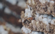 世界上最可怕的细菌：能把雄性变成雌性，让物种全变成母系