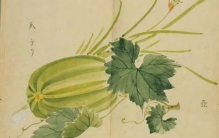 《诗经》里的植物（六）：祭祀——宗庙献祭的圣洁之物