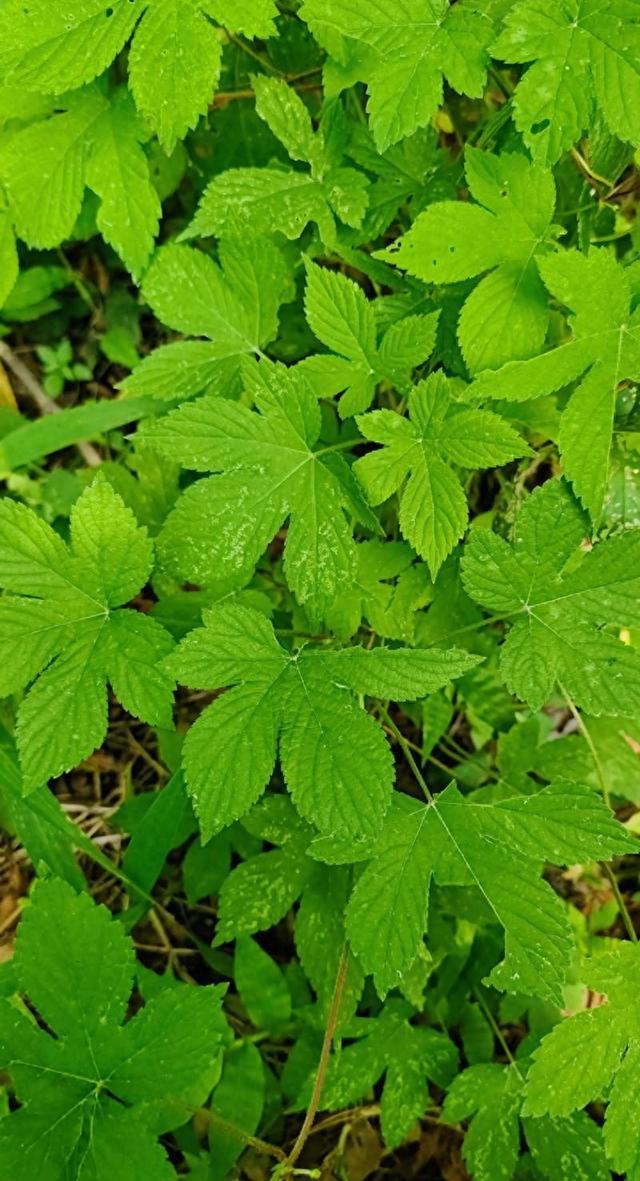 乡村植物记——葎草
