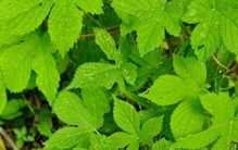 乡村植物记——葎草