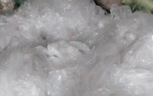 长期悄悄吃进身体的微塑料！10 种常见食物，第一名最意外