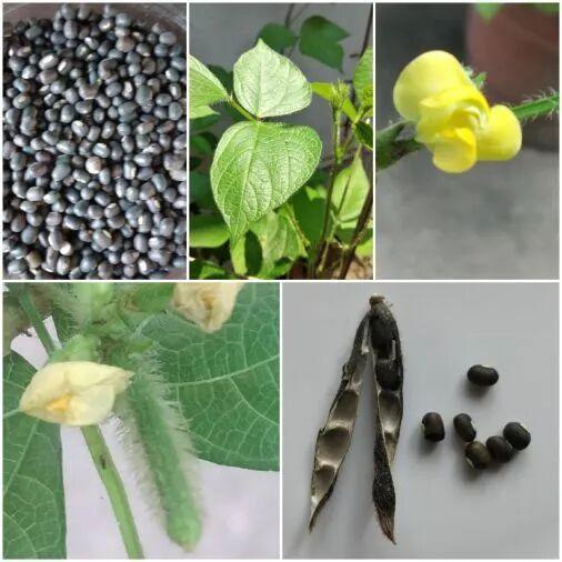 每天解锁一种养生植物:黑豆——平价补肾乌发药食同源杂粮,熬夜体虚、腰膝酸软人群日常调养佳品