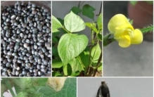 每天解锁一种养生植物：黑豆——平价补肾乌发药食同源杂粮，熬夜体虚、腰膝酸软人群日常调养佳品
