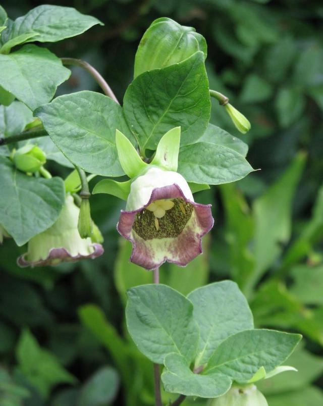 ~365植物心语~ 🌿✨ 📅 0️⃣8️⃣月1️⃣5️⃣日