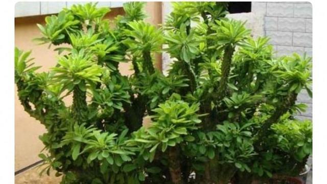 家里摆啥绿植最耐看还升值 这4种越养越有范儿 农村人早就门儿清这回都服了啊