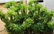 家里摆啥绿植最耐看还升值 这4种越养越有范儿 农村人早就门儿清这回都服了啊