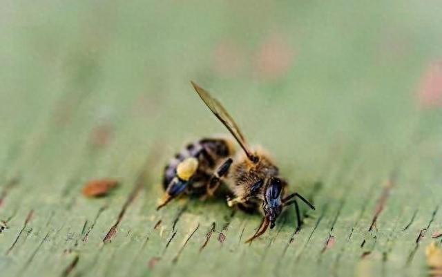 全球蜜蜂悄悄消亡?这才是人类最可怕的危机