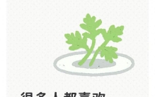很多人都喜欢吃它的叶子，可以说是全身上下都是宝的一种植物