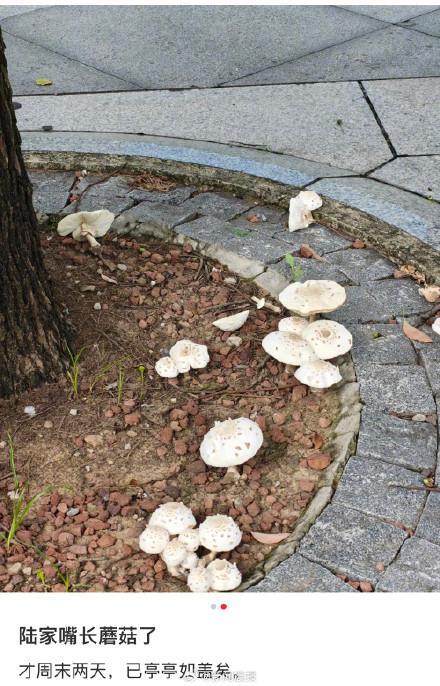 上海绿化带又长蘑菇了？不要采摘食用，这类蘑菇常见且危险