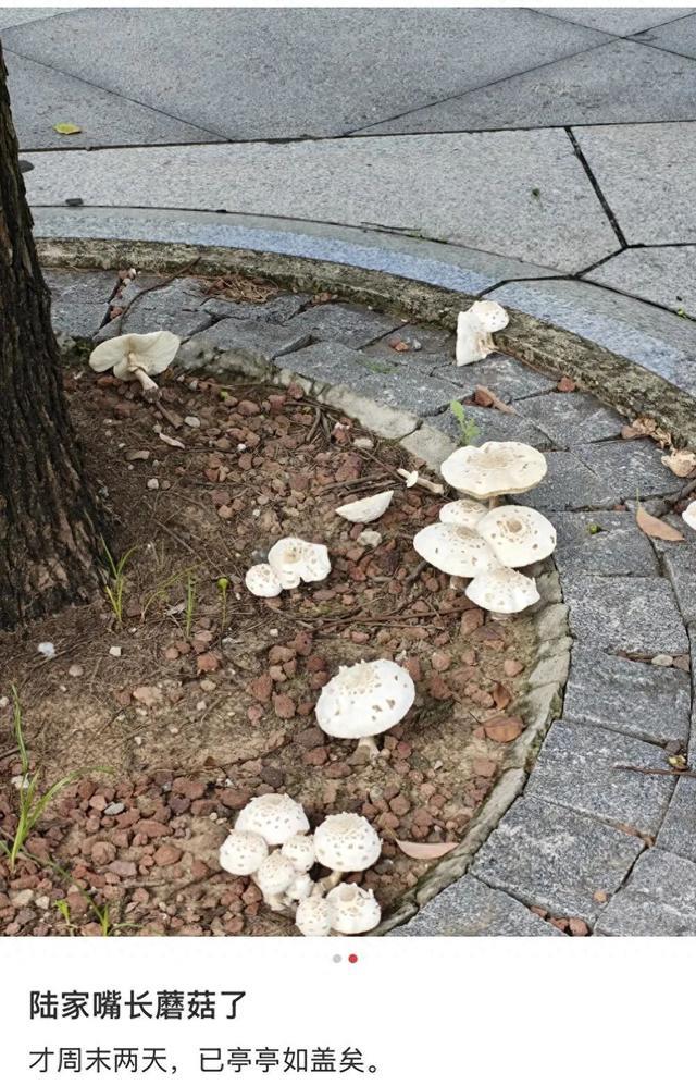 雨后高发，上海公园绿地常见！采摘误食严重或致命！紧急提醒：不慎中招尽快就医