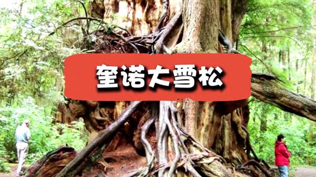世界上最大的5棵树