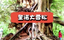 世界上最大的5棵树