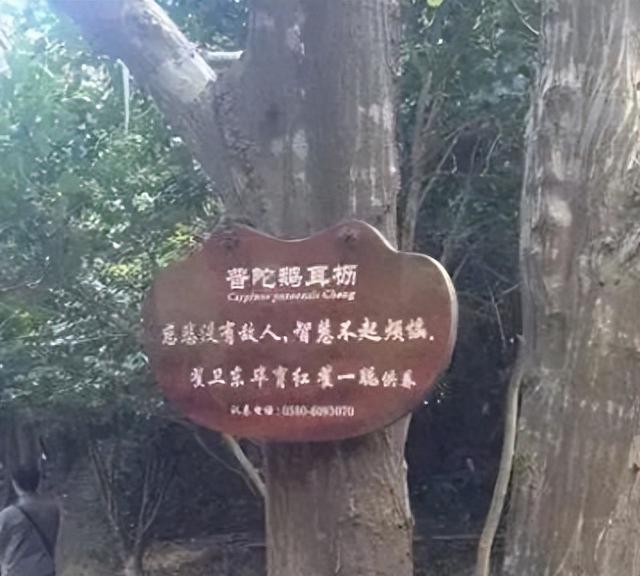 全世界最珍贵的树：位于浙江，全球仅剩一棵，365天警卫日夜看守