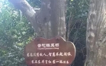 全世界最珍贵的树：位于浙江，全球仅剩一棵，365天警卫日夜看守
