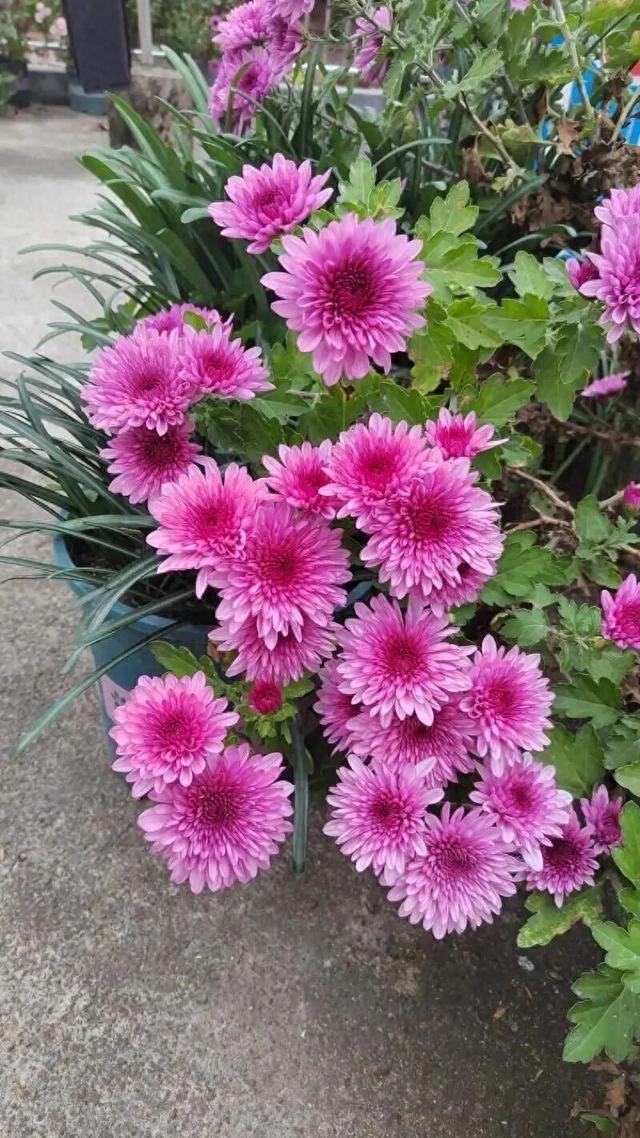 花市老板悄悄自留的6种花草!平价皮实好养活,新手闭眼入