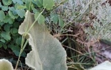 新疆植物百科（五十八）