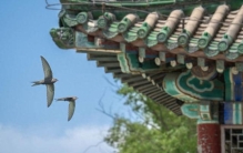 虫鸣香山奇妙夜，公园变身大课堂