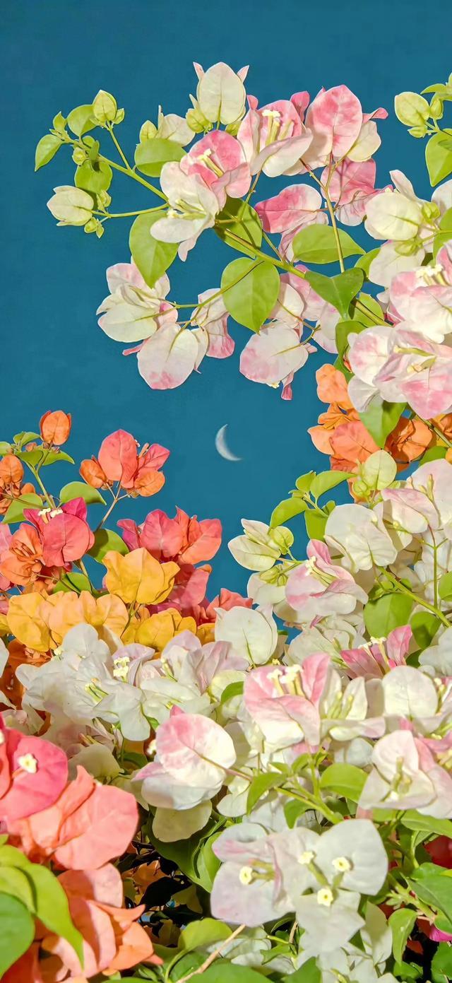 花草树木壁纸，繁花与美景合集